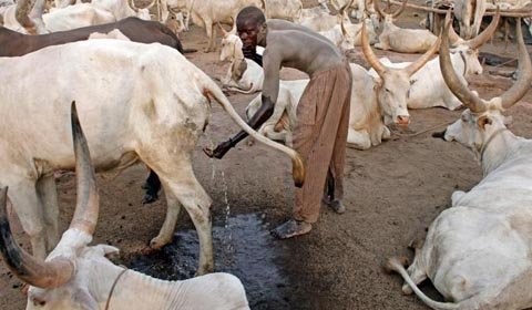 1. Một người đang ông bộ tộc Mundari phải hứng nước tiểu của bò để rửa mặt khi hạn hán kéo dài tại Sudan (Ảnh: Reuters)
